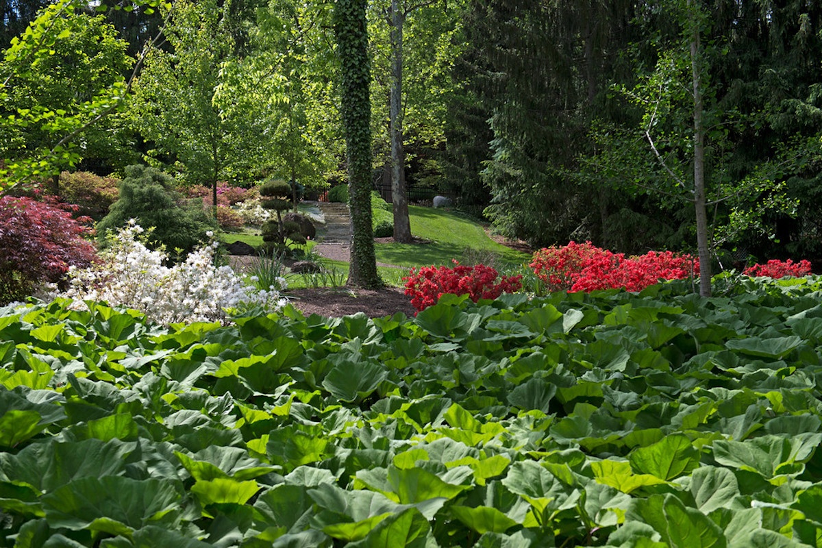 healthy trees and shrubs