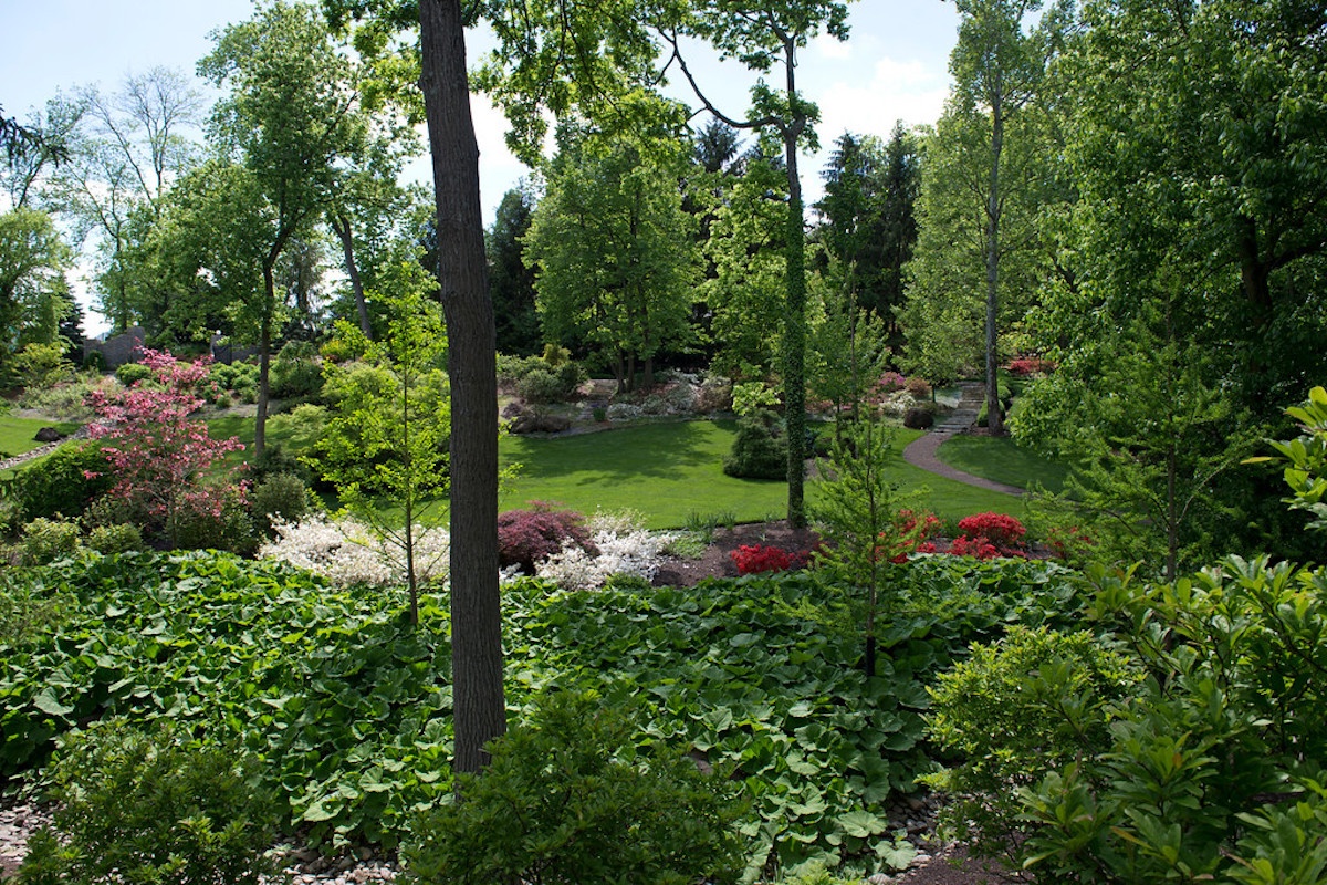 landscape with trees and shrubs