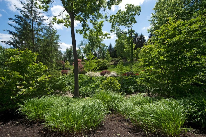 trees-and-shrubs-3