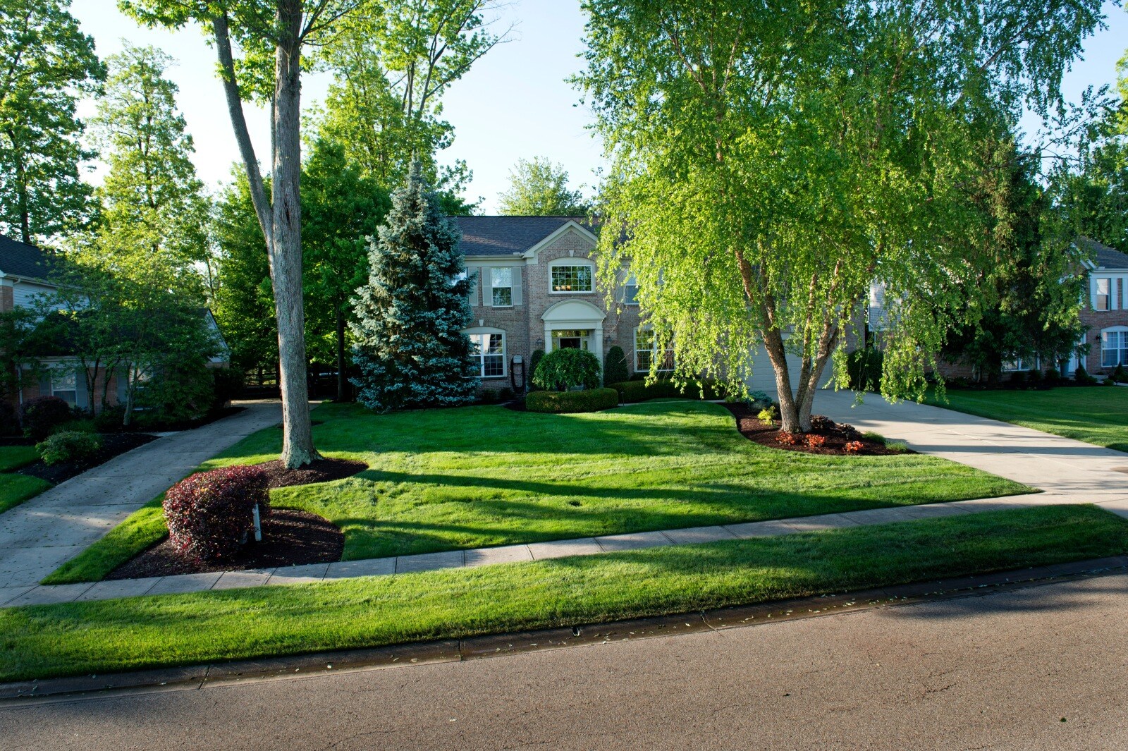weed-free-lawn