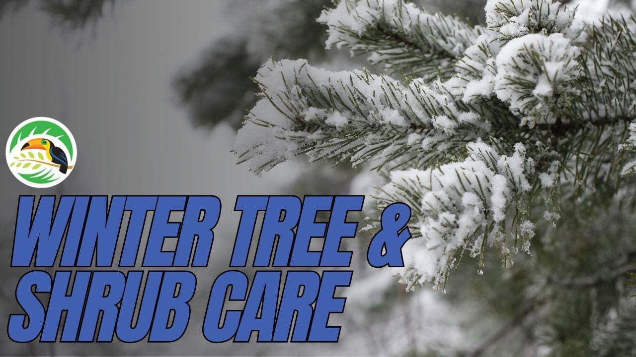 Winter Tree & Shrub Care | Deep Root Fertilization for Cold Weather Prep (Round 7) (Thumbnail)