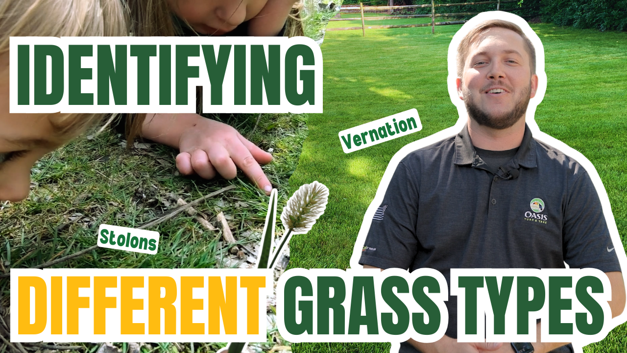 How to Identify Different Grass Types 🌱 (Thumbnail)