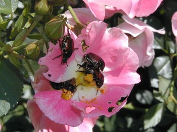 Learn all about Japanese Beetle control, traps, grubs and other important facts.