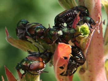 Learn all about Japanese Beetle control, traps, grubs and other important facts.