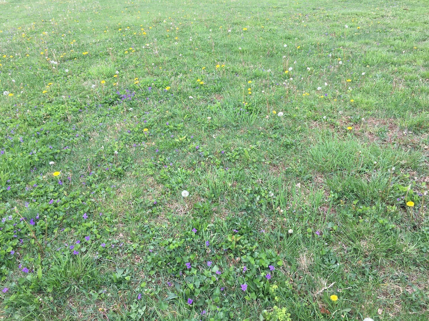 Weeds growing in a lawn and their seeds spreading