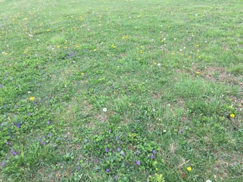 Lawn full of weeds