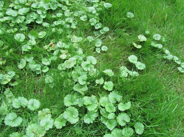 Lawn_Outdoor_Broadleaf Weed_Ground Ivy