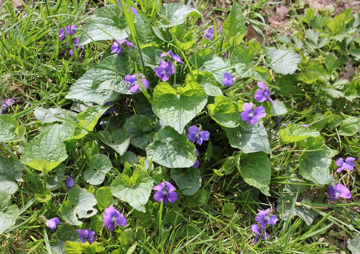 Lawn_Outdoor_Broadleaf Weed_Violet