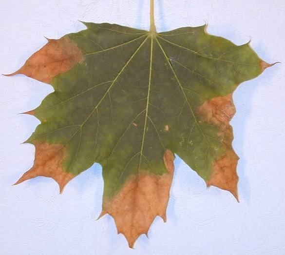 Leaf Scorch _ The Morton Arboretum
