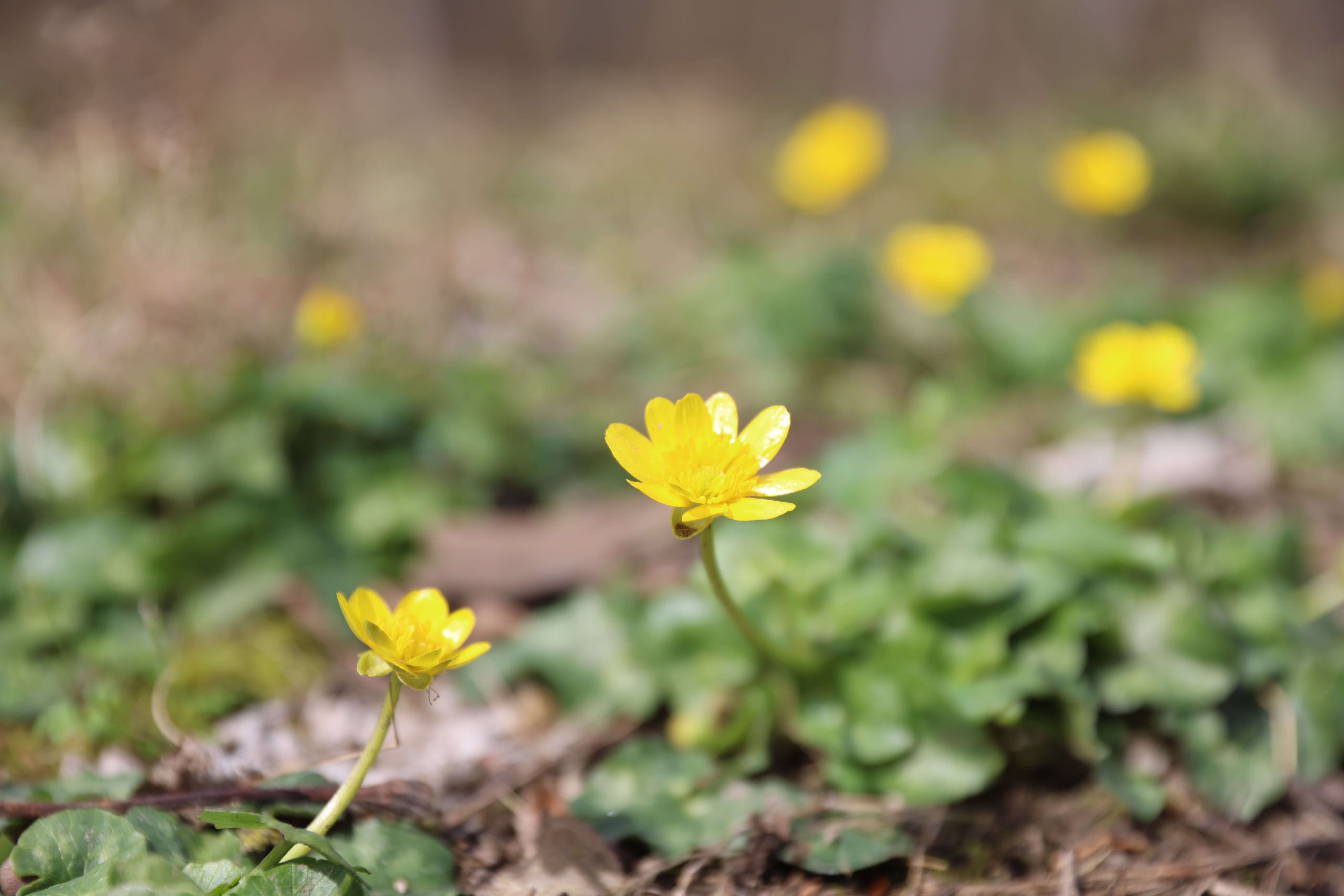 Lesser Celandine_2