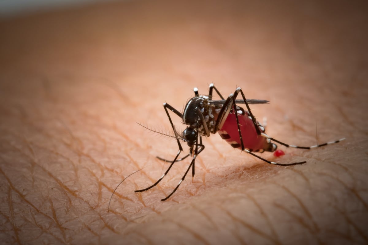 Mosquito- Mosquito Biting Arm