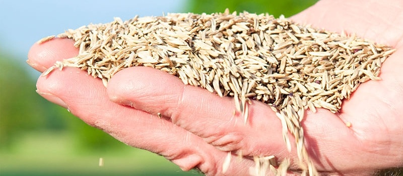 grass seed in hands