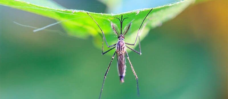 Lawn Safe Mosquito Control in Ohio