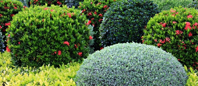 shrubs neatly shaped