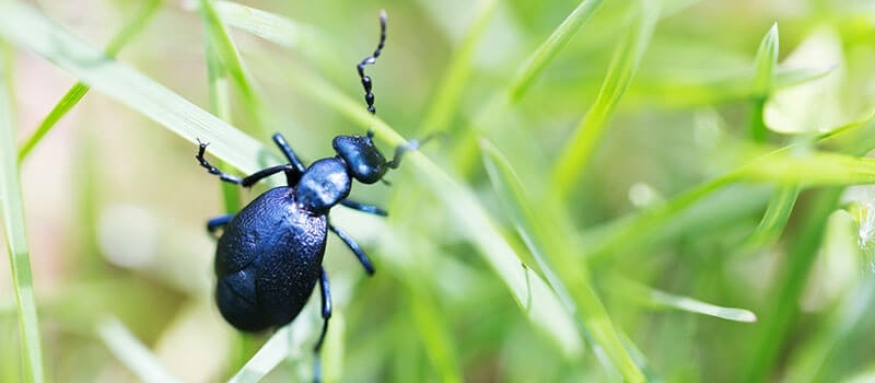 Turf Shield Insect Control in Ohio