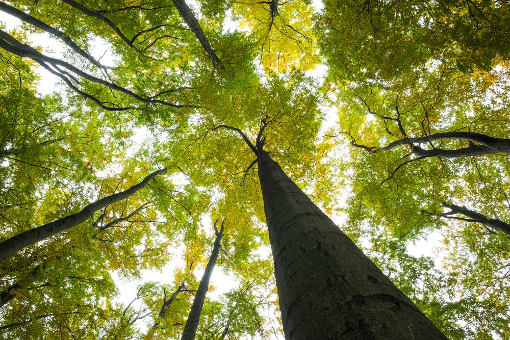 view of tree from bottom of trunk