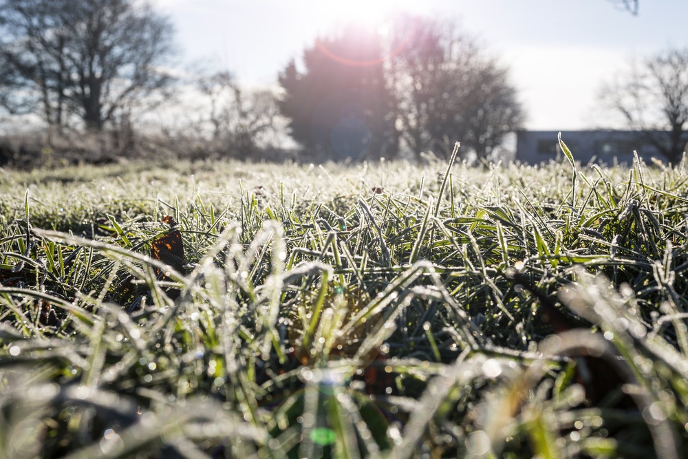 frost on grass blades
