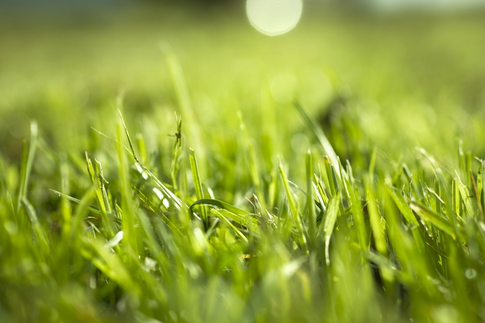 close up photo of grass