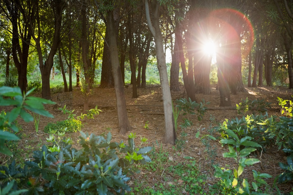 Trees getting sunlight