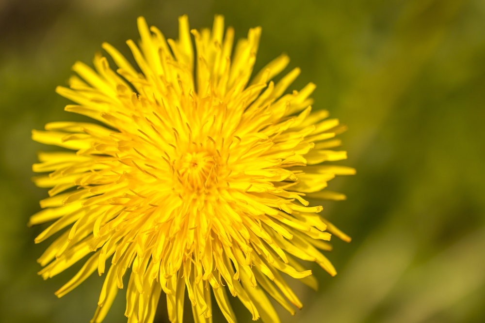 dandelion-flower
