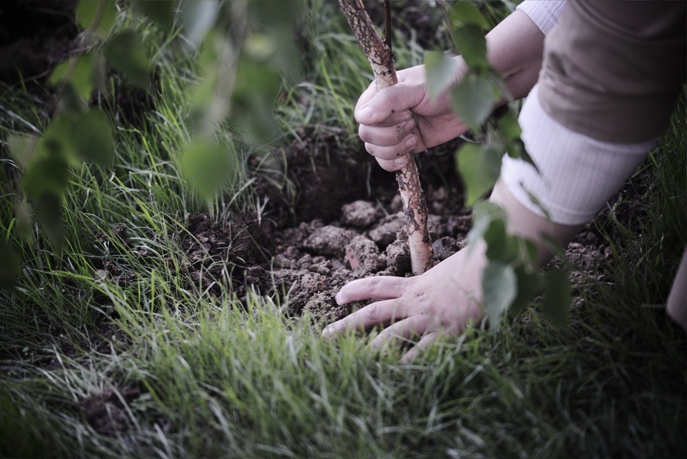 Pine tree being planted