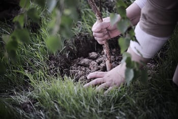 Tree soil with nutrients from fall fertilization