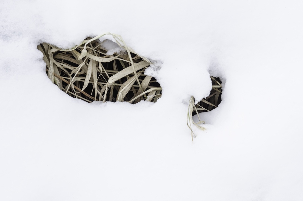 Winter lawn care tips for snow mold fungus, snow and salt damage to grass.