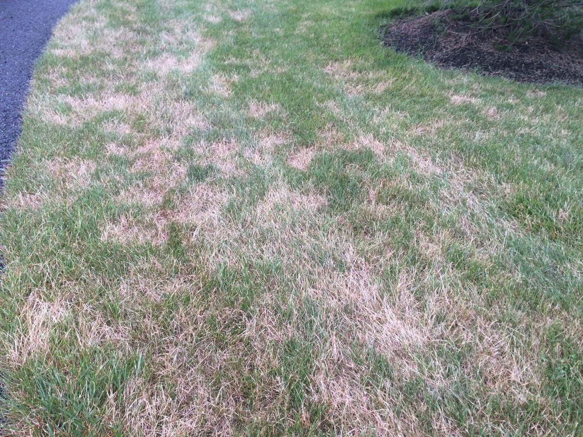 lawn disease