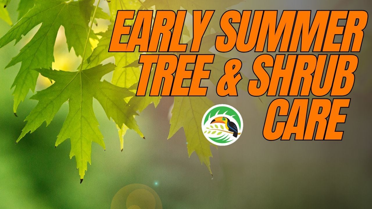 Early Summer Tree & Shrub Care | Insect & Mite Protection + Watering Tips (Round 4) (Thumbnail)