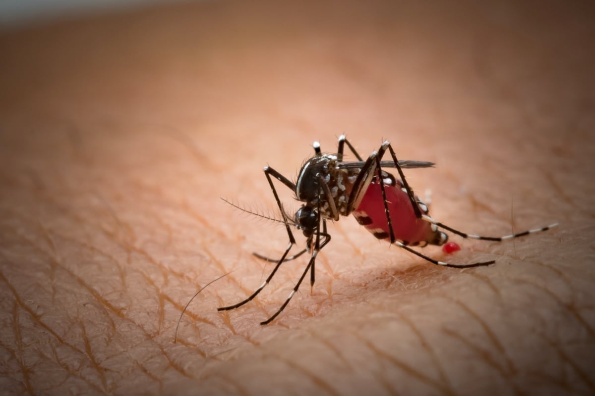 Mosquito biting arm