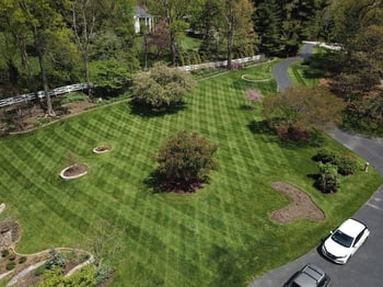 Aerial view  of thick, healthy lawn 