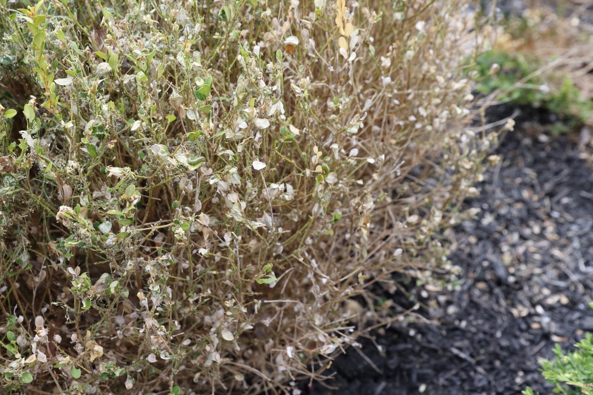 box tree moth damage