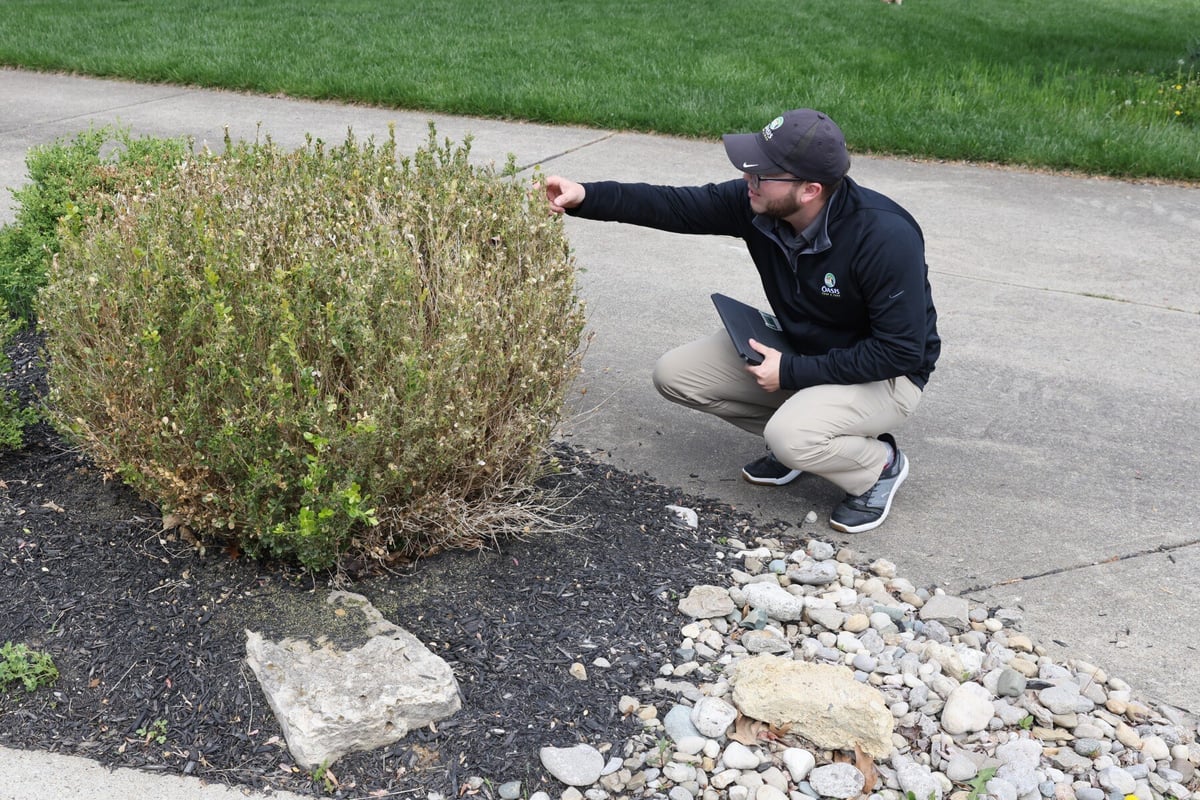 box tree moth inspection