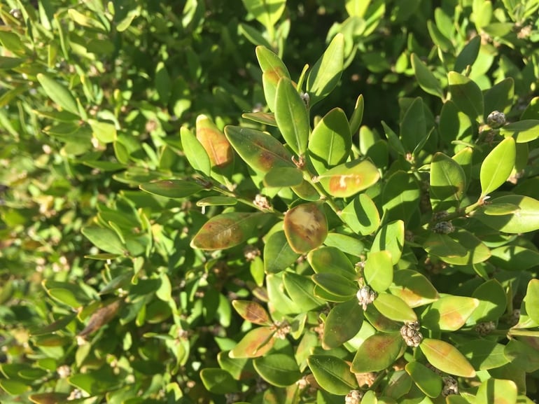 shrub leaves turning yellow