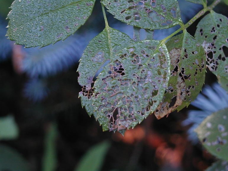 leaves with holes from bugs eating them