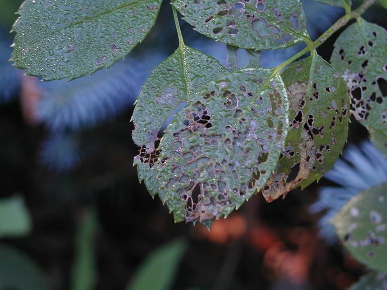 Do you know how to tell if a tree has a disease or if your tree is being eaten by insects? 