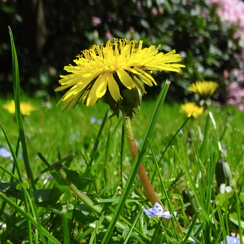 dandelion in green lawn