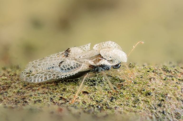 Lace bug
