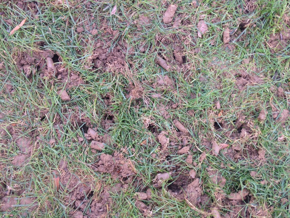 lawn after aeration