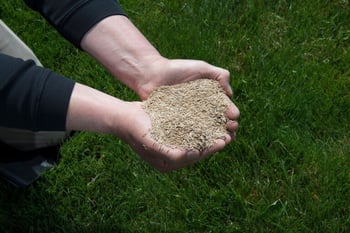 lawn-care-grass-seed-2 resized