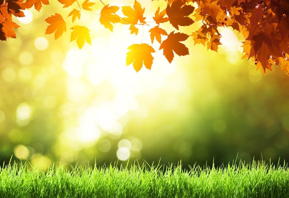 lawn-getting-sun
