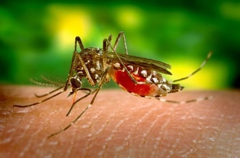 mosquito on skin in lawn that needs mosquito control