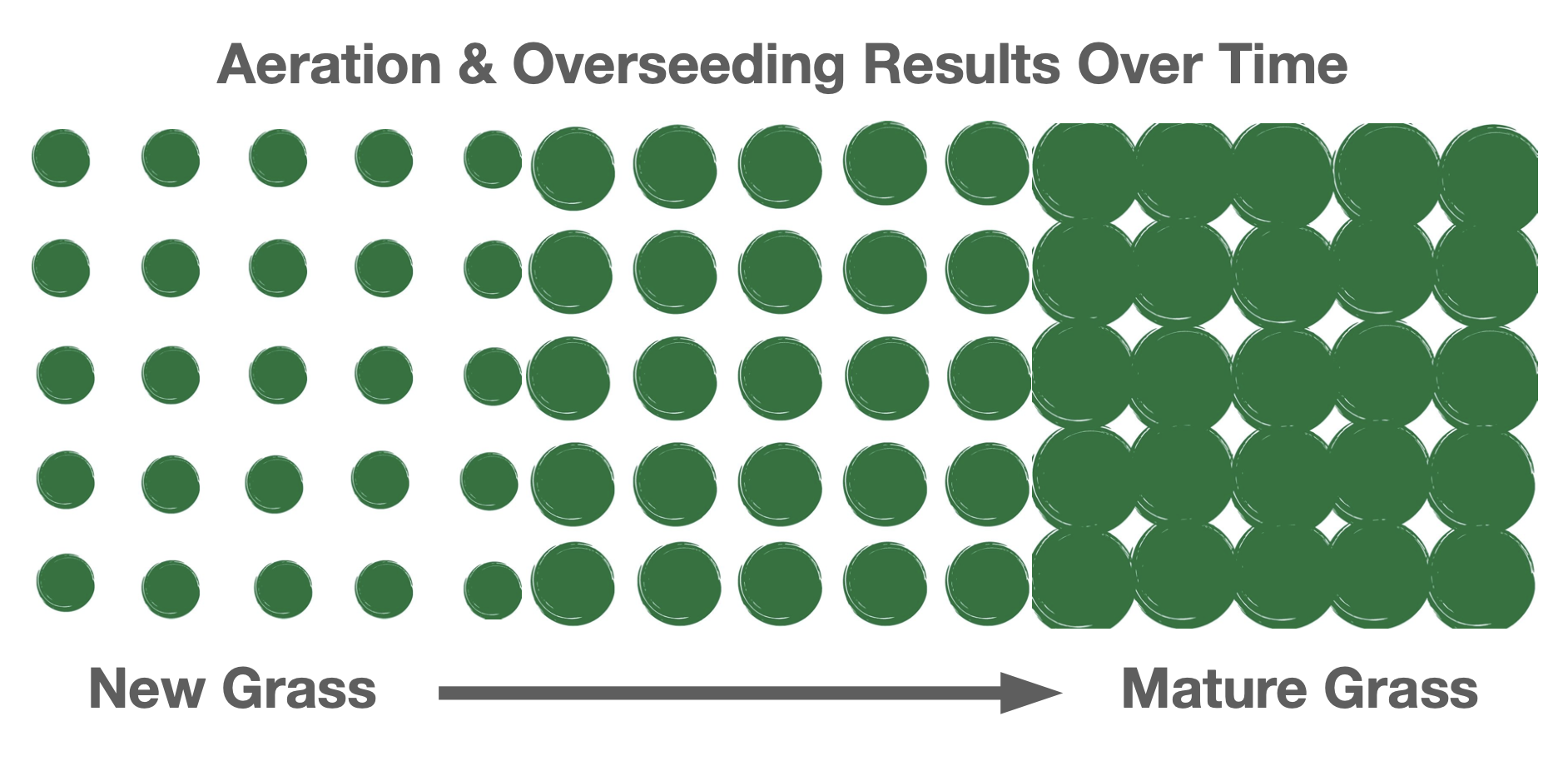 oasis turf and tree - aeration seeding results
