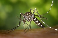 Outdoor pest control for mosquitoes in Cincinnati, Dayton, Ohio and Northern Kentucky