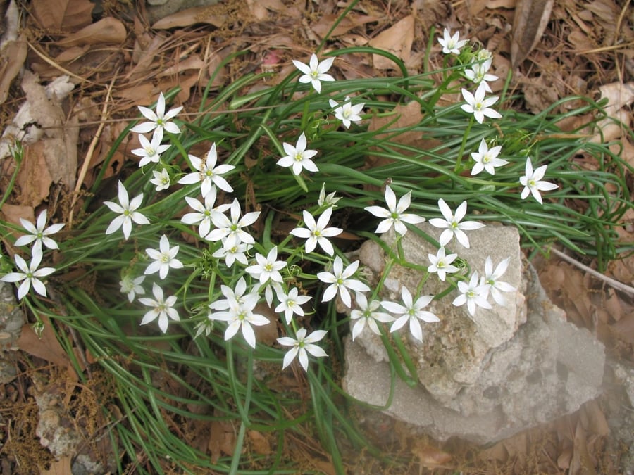 Lawn weed Star of Bethlehem