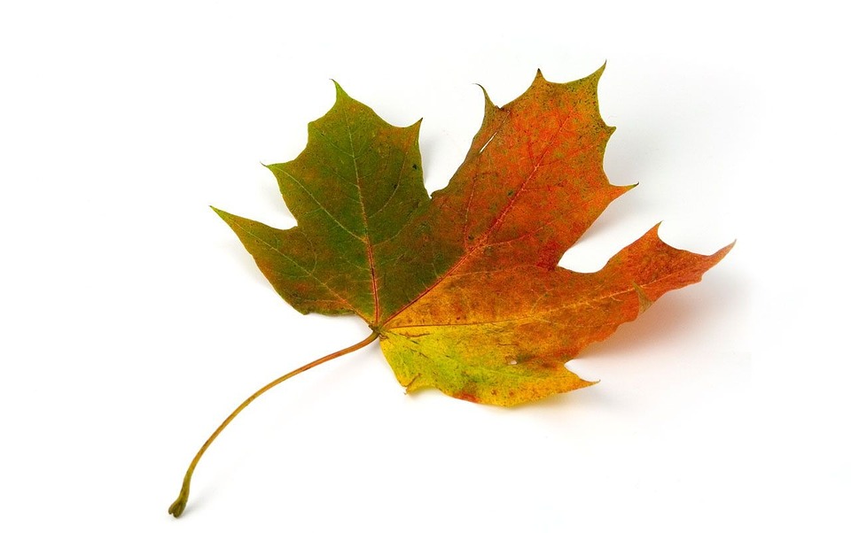 tree-shrub-care.jpg tree-shrub-care.jpg
