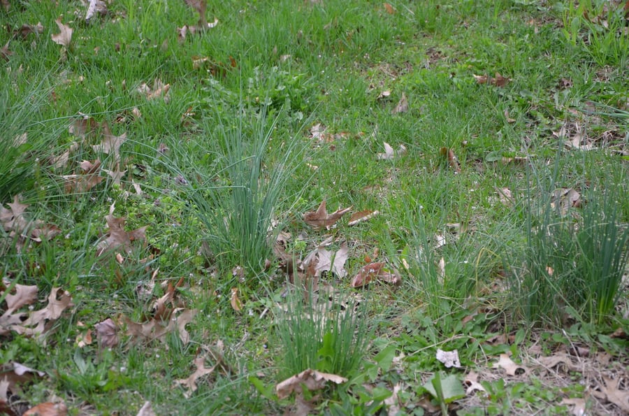 Wild garlic and wild onion in lawn in winter