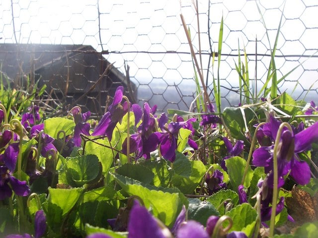 violet lawn weeds