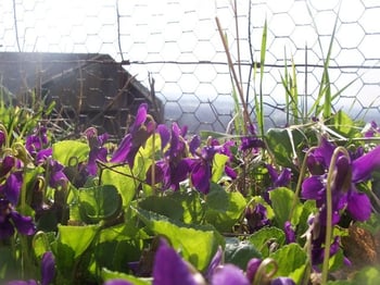 Weed control product needed for violets