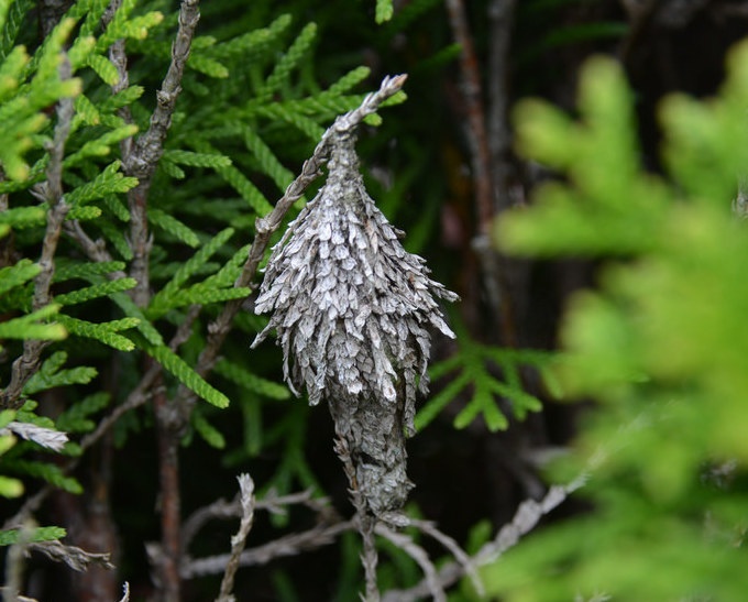 Winter tree insect and mite damage - Bagworms